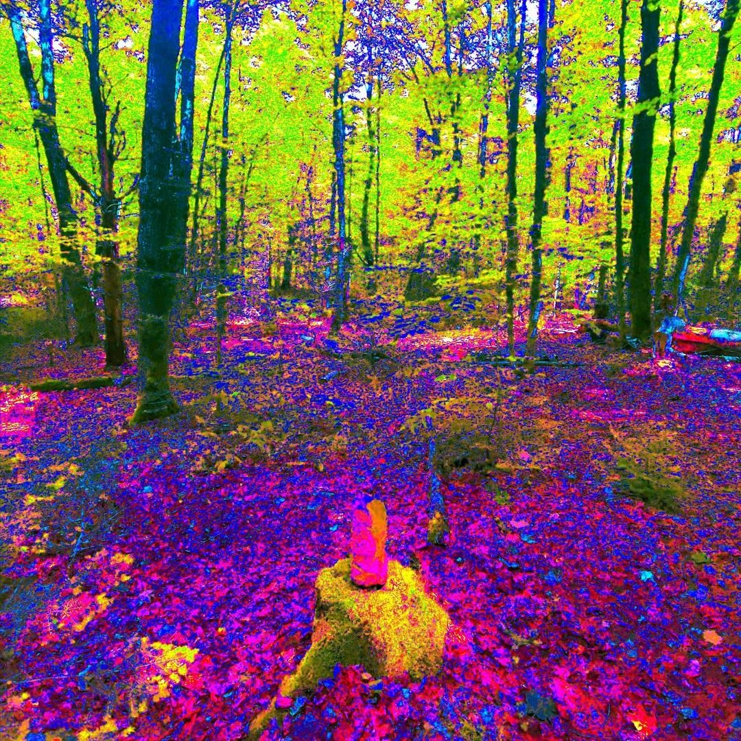 Cover of the title track showing a psychedelic forest.
